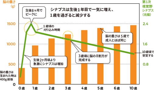 シナプスは生後1年目で一気に増え、1歳を過ぎると減少する